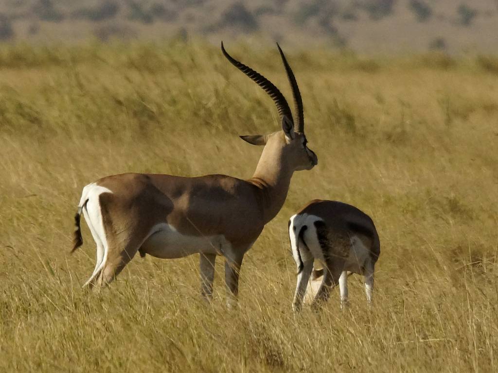 Les impalas