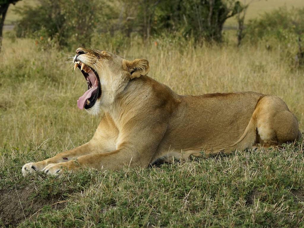 Les lions
