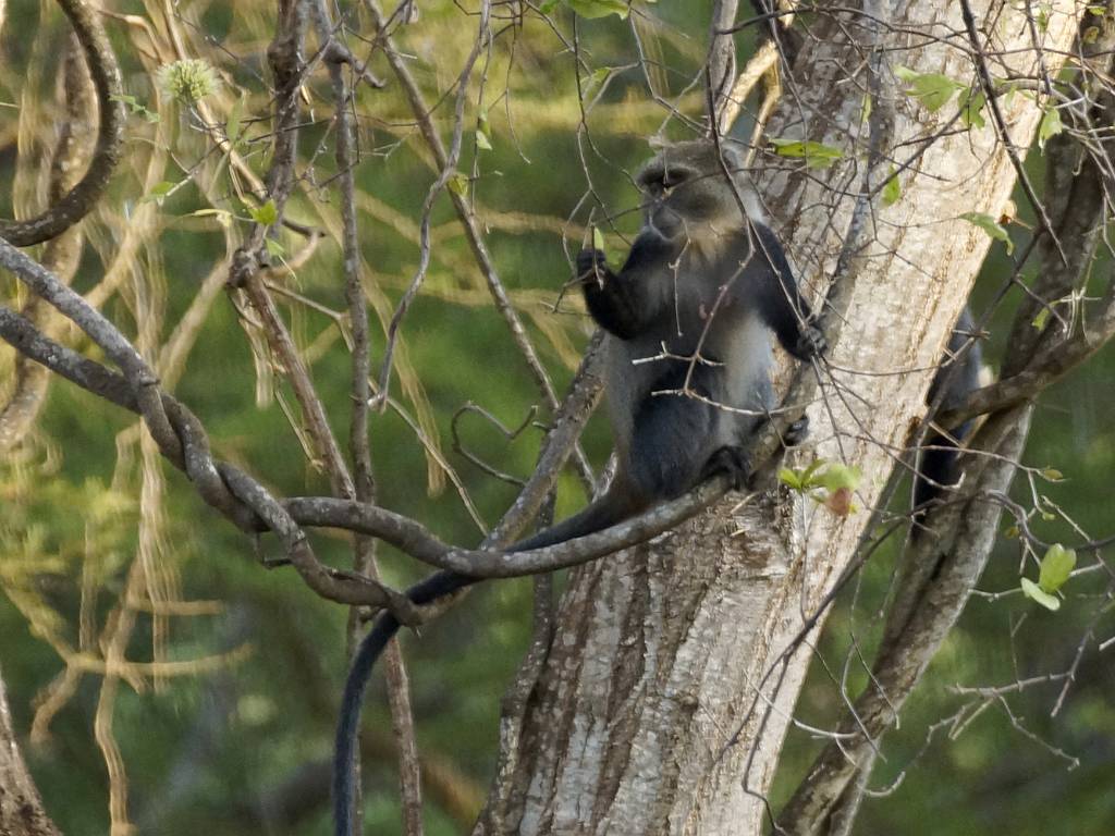 Les singes noirs