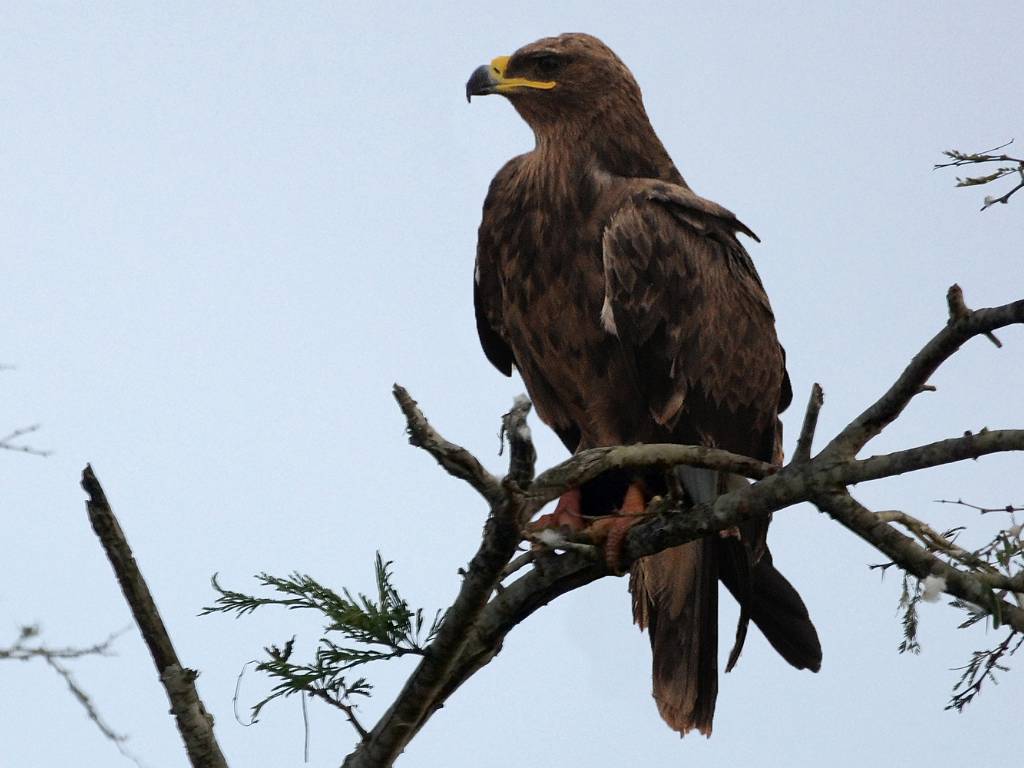 Les Aigles