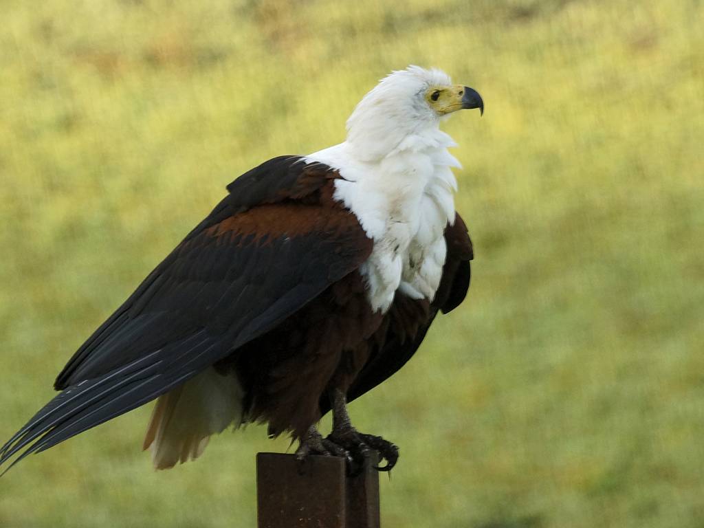 Les aigles pêcheurs