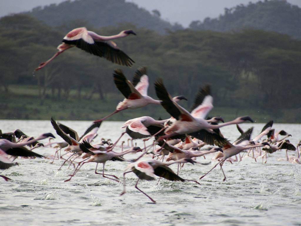 Les flamants roses