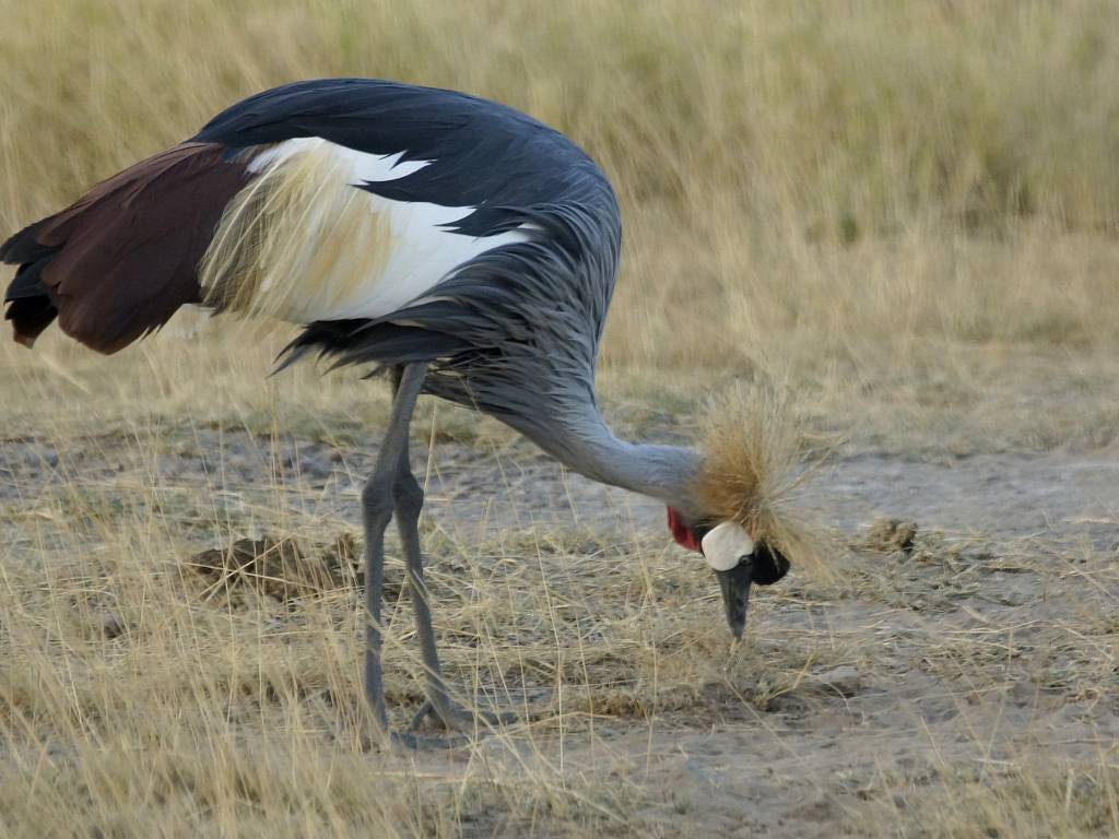 Les grues couronnées