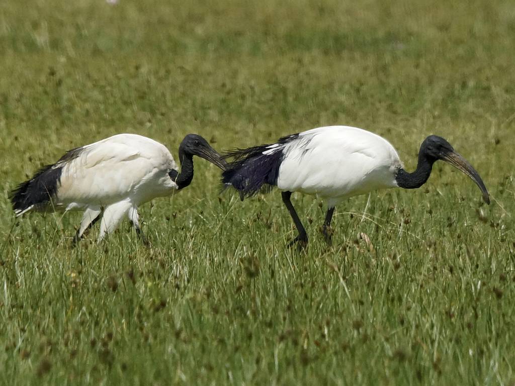 Les ibis