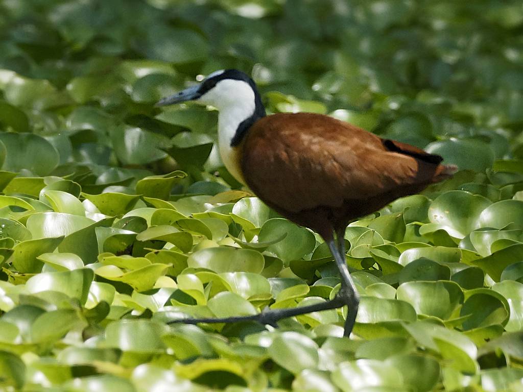 Les jacanas à poitrine dorée