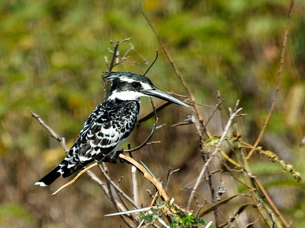 Les martins pêcheurs