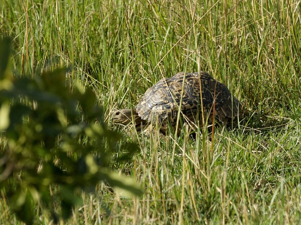 La tortue