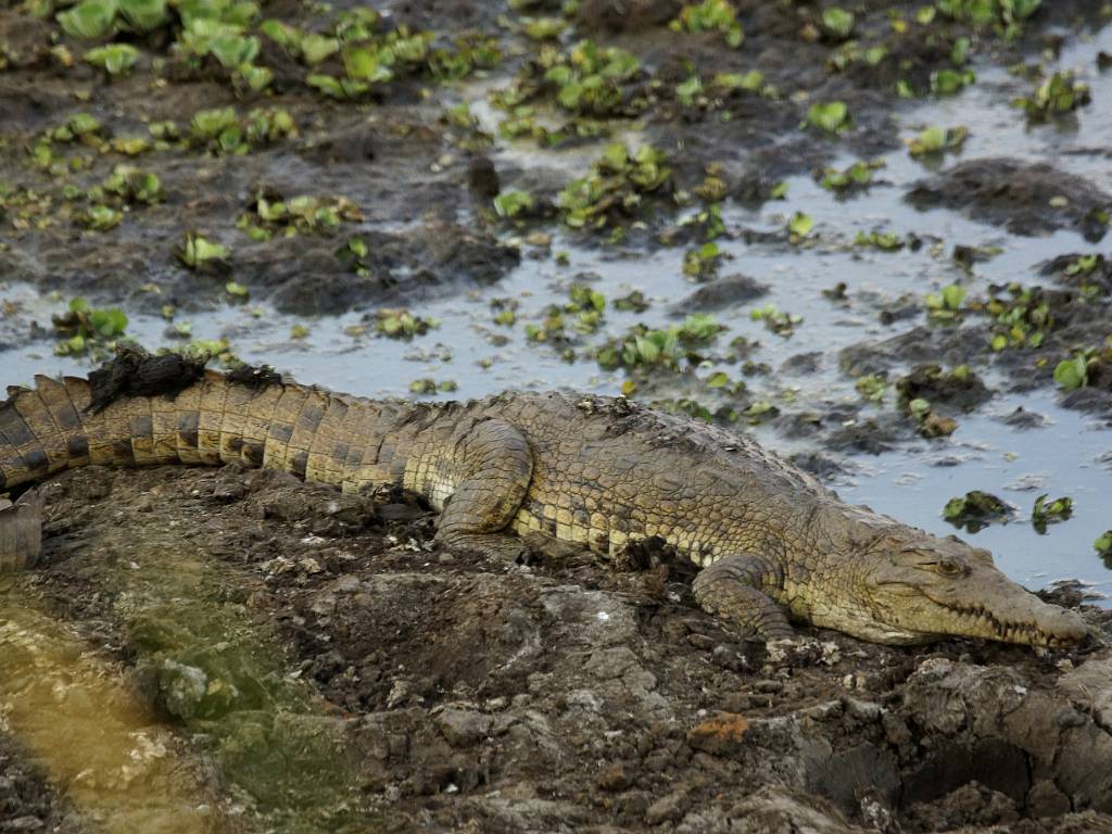 Les crocodiles
