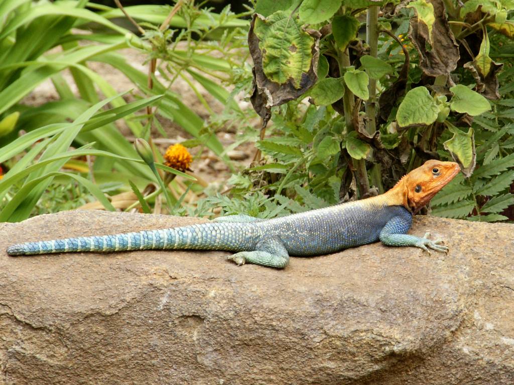Les lézards