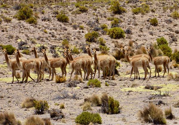 03 D'Arequipa à Chucuito