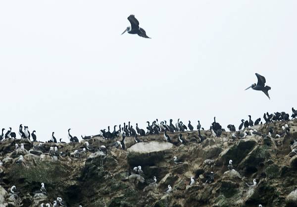 Iles Ballestas