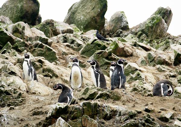 16 Paracas îles Ballestas