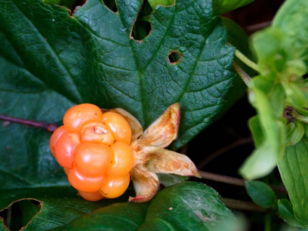 Les fruits