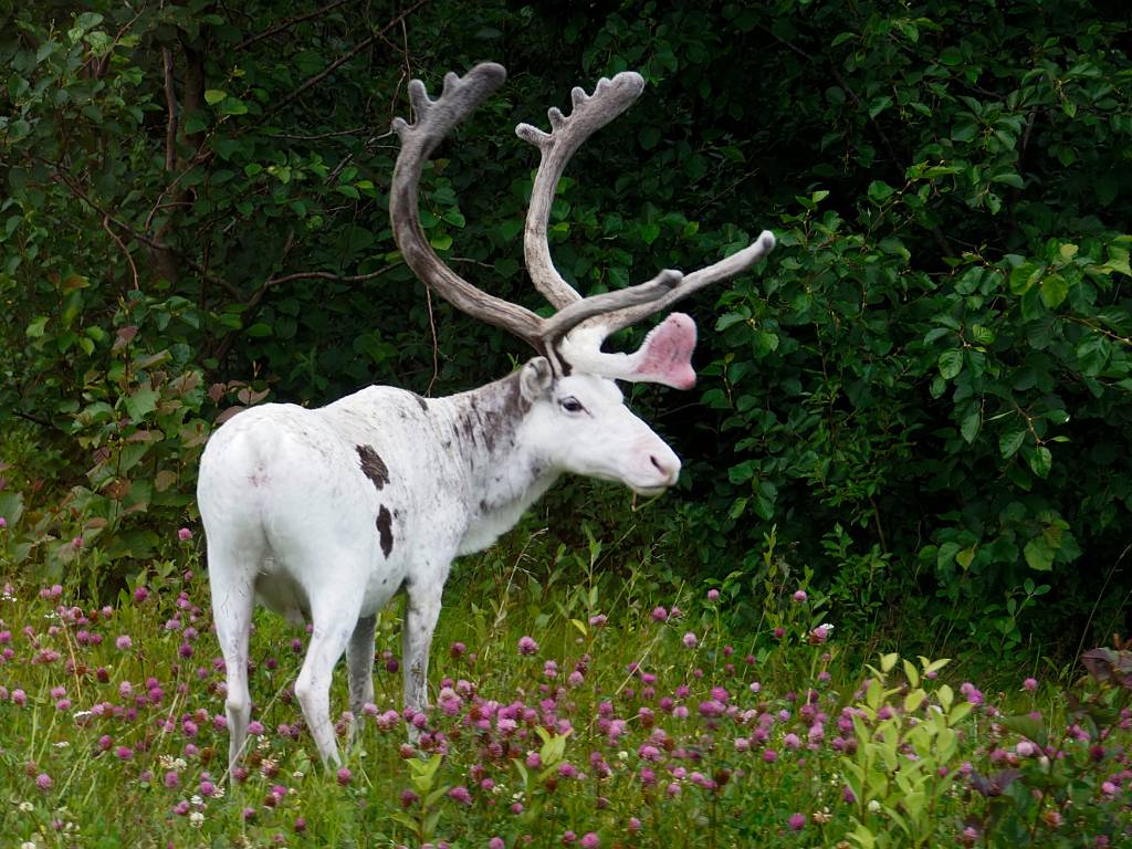 Grand tour de Scandinavie (12 juillet - 24 juillet 2013)