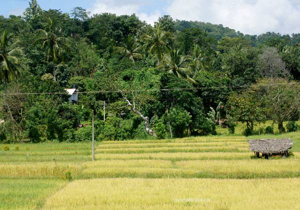 Culture du riz