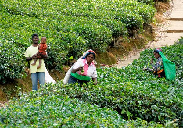 De Kandy à Nuwara Eliya