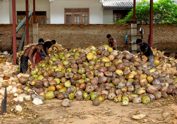 De Negombo à Dambula