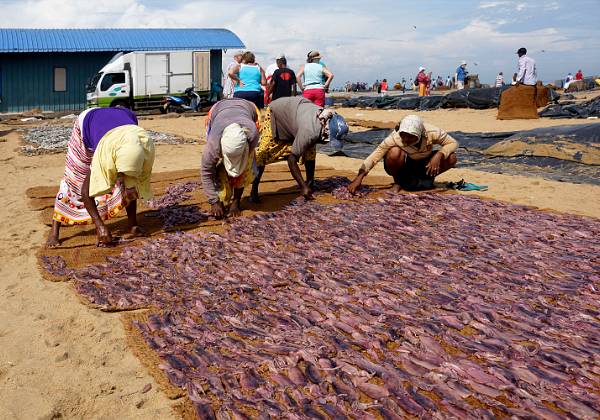Le port de pêche de Negombo