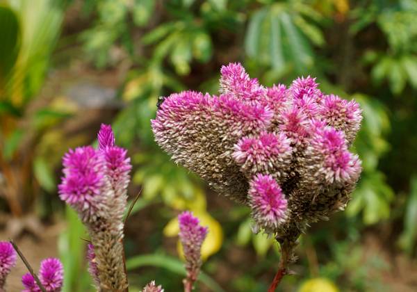 Les fleurs