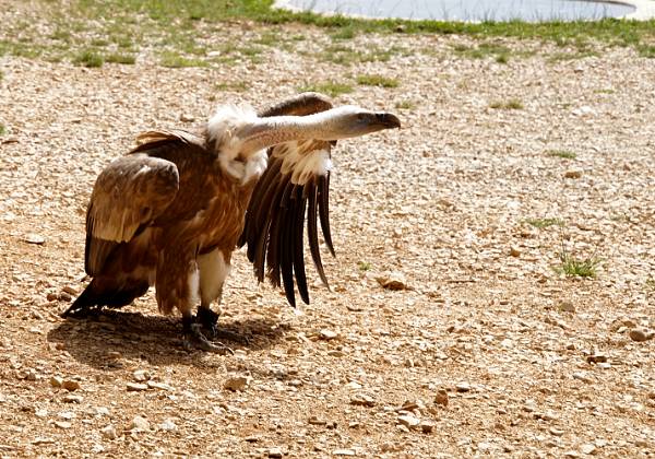 Le rocher des aigles
