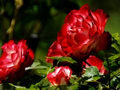 Les jardins 09